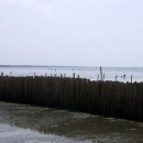 The bamboo fence that protects the mangrove seedlings planted alongside the coastline of Bang Kaew, Samut Songkram, Thailand. The bamboo fence is a case study of community innovation that addresses coastal erosion.