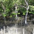 Mangrove trees are a great ally against coastal erosion, as well as a boon for generating income for coastal communities. The community of Bang Kaew, Samut Songkram, Thailand, appreciates the value of mangroves by enclosing the remaining mangroves in the area with a bamboo fence, and planting new mangroves to preserve the forest.