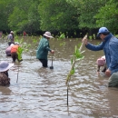 Gender integration into mangrove planting