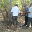 Assessing the diversity of mangroves in the Nayaru Lagoon
