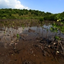 Mangrove rehabilitation site