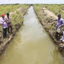 Stocking the fish farm ponds