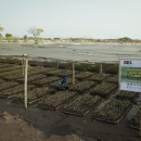 Mangrove nursery