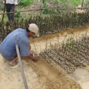 Local people preparing mangrove nursery at Lap An Lagoon, Thua Thien Hue 