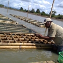 Floating cages built for mud-crab culture