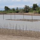 Silvo-fishery pond