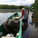 Transporting mangrove propagules