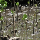 Mangrove seedlings planted by KELOLA