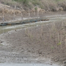 Mangrove seedlings planted along riverbanks