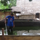 Plastic ponds for catfish culture