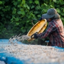 Setting our the daily catch for drying, Phuket