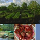 Supporting economic development using aquaculture and mangroves conservation