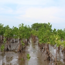 Mangrove seedlings take root, Probolinggo, Indonesia
