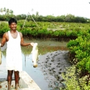 Sea bass harvested from IMFFS farm