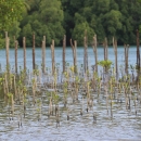 Mangrove seedlings planted next to sediment trap