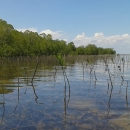 Mangrove growth at rehabilitation area