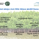 Raising awareness of the importance of mangroves