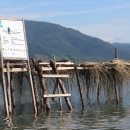 Reef fish culture with floating cage method 