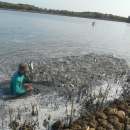 Harvesting milkfish