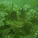 Biodiversity in the seagrass beds of the Gulf of Mannar and Palk Bay