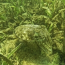 Biodiversity in the seagrass beds of the Gulf of Mannar and Palk Bay