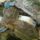 Blue swimming crabs collected from MFMA,