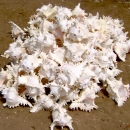 Processed Murex shells