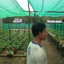Vegetable farming in Champou Khmao village, Preah Sihanouk province