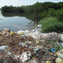 Waste dumping in mangroves areas 