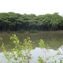 Mangroves in Tan  Xuan  Village