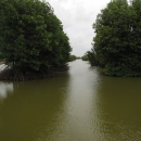 Polyculture shrimp mangrove ponds at Truong Long Hoa Commune, Duyen Hai District 