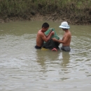 Shrimp harvesting at Duyen Hai District 