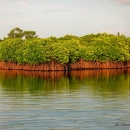 Rhizophora apiculata forests