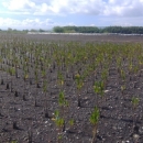 Mangrove planting site