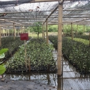 Mangrove nursery