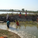 Schools students planting mangrove Lamongan 