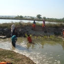 Schools students planting mangrove Lamongan 