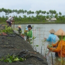 Women beneficiaries were planting mangrove during high tide occasion 