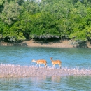 Spotted Deer in the Sundarbans mangrove forest