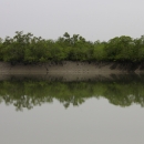 Inside the Indian Sundarban Tiger Reserve at high tide