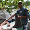 Telling the shark species without the body 