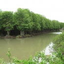Shrimp mangrove polyculture at Long Khanh and Dong Hai Commune