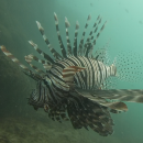 Underwater surveys are for the first time document the biodiversity of the coral reef ecosystem around Grande Island in Goa.