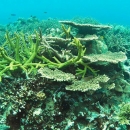 A healthy reef ecosystem in Koh Rong NMP