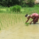 Straight-row transplanting reduces the cost of rice seed