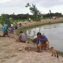 A goat kid investigates a man planting a fruit tree sapling along the bank of the Sabkhali Canal