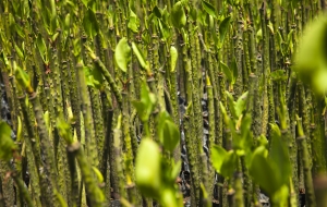 Mangrove seedlings