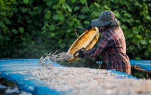 Setting our the daily catch for drying, Phuket