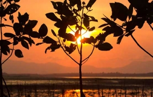 Mangroves at sunset