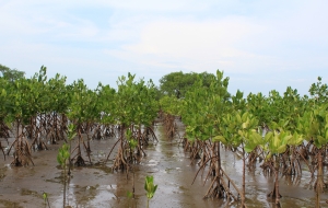 Mangrove seedlings take root, Probolinggo, Indonesia